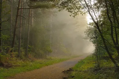Пение птиц в лесу утром Birdsong in the forest Nature Sounds - Звуки  природы - YouTube