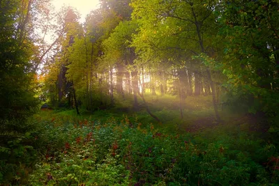 лес утро туман фон, лес, туман, раннее утро фон картинки и Фото для  бесплатной загрузки
