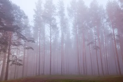 Утренний туман / Осеннее утро в лесу