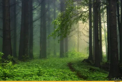 Брянский лес туманным утром. Россия