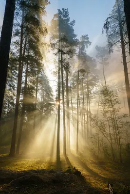 Магия леса: 15 фото, которые умиротворяют и успокаивают за 1 минуту —  Российское фото