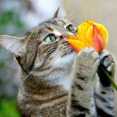 Мартовский кот — символ весны #zoo #животные #тварини #зверь #звірі #кот  #кошка #коты #котэ #весна #мартовски… | Очаровательные котята, Животные,  Смешные животные