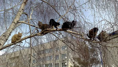 С началом весны хабаровские коты выходят на поиски своей «второй половинки»  (ФОТО) — Новости Хабаровска