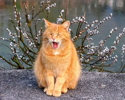 Смешная картинка с котом, который никак не дождется весны. Забавная  открытка «весна-а, ты где?» | Кошачьи цитаты, Смешно, Смешные рожи