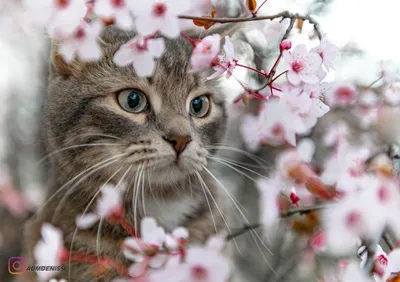 Ответ на пост «Весна - коты прилетели...» | Пикабу