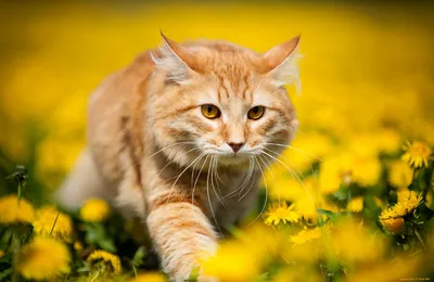 Весенние коты - 70 фото