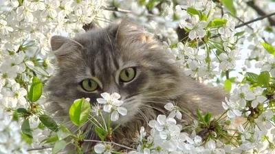 Tatiana22. :: кошки :: коты прилетели, весну принесли