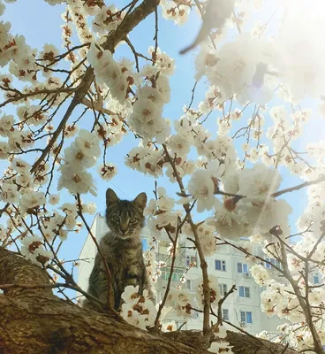 Скачать обои кошка, кот, дерево, весна, рыжая, цветение, на дереве, коты  прилетели, раздел кошки в разрешении 1366x768