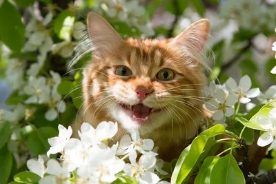 в комментариях продолжение :: весна - коты прилетели :: подборка :: коты на  деревьях :: коты прилетели :: живность :: котэ (прикольные картинки с  кошками) / смешные картинки и другие приколы: комиксы, гиф анимация, видео,  лучший интеллектуальный юмор.