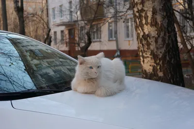 Ростислав Лебедев, Мартовские коты