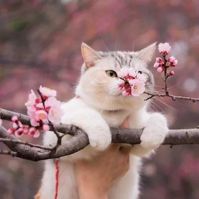 Ура, весна, коты прилетели! :-) :: Андрей Заломленков (настоящий) –  Социальная сеть ФотоКто
