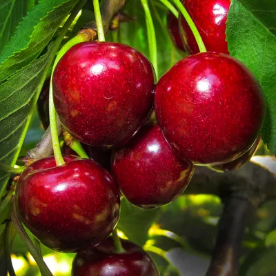 Вишня, много вишни, красные Стоковое Фото - изображение насчитывающей  очень, вишня: 120586828