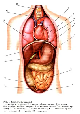 Внутренние органы человека расположение в картинках обои