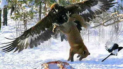 Этого Орла Боятся Волки и Даже Медведи... Хищные Птицы в Деле! - YouTube