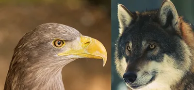 Картинки одинокий, волк, вой, луна, красная, орел, полет, хищники - обои  1680x1050, картинка №390718