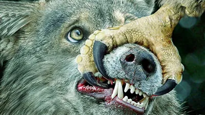 Набор фигурок Terra Лесные Животные: волк, медведь, орел (AN2807Z) купить в  интернет магазине с доставкой по Украине | MYplay