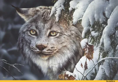 Волк, Орел и милый котёнок 🐺🦅🐈 Шавкат совсем не выглядит угрожающе, но  внешность в этом случае обманчива💪 | ВКонтакте
