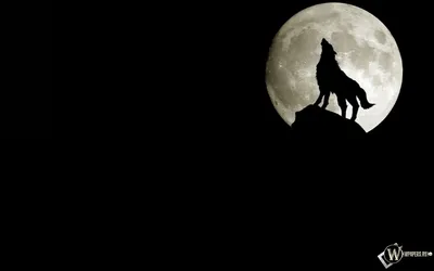 Маленькая картина на подарок недорогая орёл волк конь лошадь в  интернет-магазине Ярмарка Мастеров по цене 8075 ₽ – SN5TQRU | Картины,  Москва - доставка по России