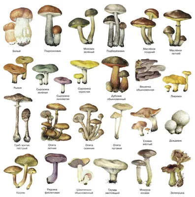 Все виды грибов в картинках обои
