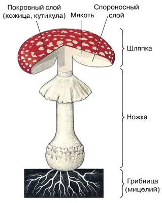Виды грибов – разные виды грибов на фото – ФотоКто