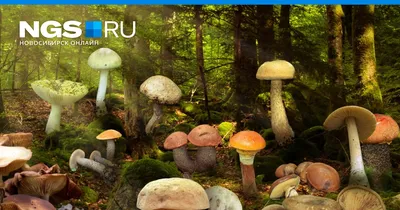 Осенние грибы / Виды осенних грибов / Прогулка в лесу - YouTube