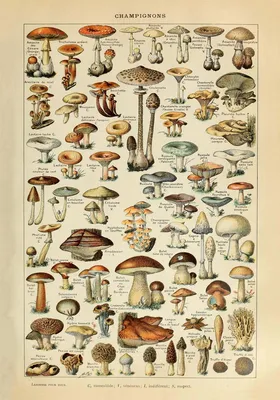 Шляпка похожа на мозги. Какие съедобные грибы можно собирать в лесах  Ленобласти в мае и как они называются - KP.RU