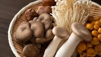 Грибной сезон: где и какие грибы собирать в Петербурге и Ленобласти в  августе и сентябре?