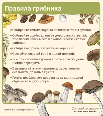 Краткий обзор всех видов грибов: список с описанием каждого вида | Поход  лайфхак | Дзен