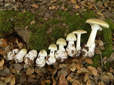 Чем полезны грибы? Разница между покупными и лесными грибами, как собирать  - Чемпионат