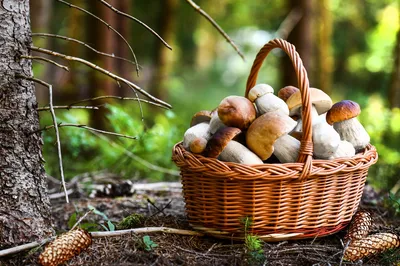 Жительница Шахт нашла 36 съедобных видов грибов в черте города » Новости  города Шахты
