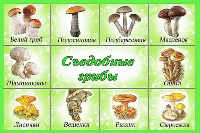 Маслята: описание грибов, виды, где растут, съедобность, фото в лесу