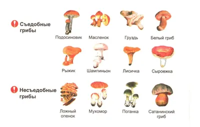 Белый гриб - Манаев А.Ф. Подробное описание экспоната, аудиогид, интересные  факты. Официальный сайт Artefact