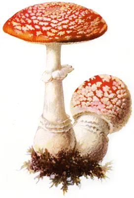 Картинки съедобных грибов - 65 фото