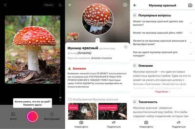 Ядовитые грибы — Википедия