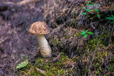 Как собирать грибы: фото съедобных грибов, как их отличить от ядовитых