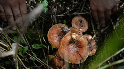 Руководство по съедобным грибам: названия, фотографии, подробные описания и  полезная информация | Поход лайфхак | Дзен