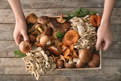 Инструкция: как собирать грибы в Великобритании? | Афиша Лондон