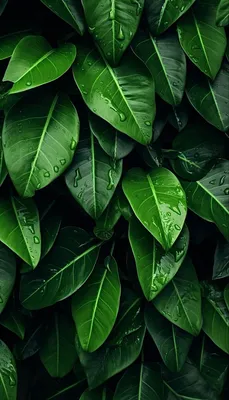 Обои зеленые листья тропические | Зеленые картины, Картины, Обои
