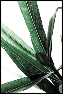 Зеленые темно зеленые листья фон Обои Изображение для бесплатной загрузки -  Pngtree