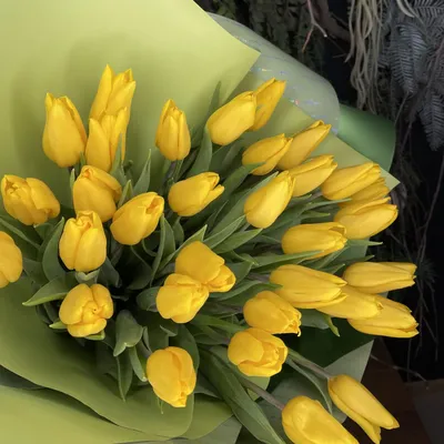 Желтые тюльпаны картинки обои