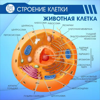 Строение клетки Животная клетка купить в Ульяновске