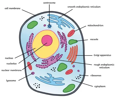 Живая клетка - материалы для подготовки к ЕГЭ по Биологии