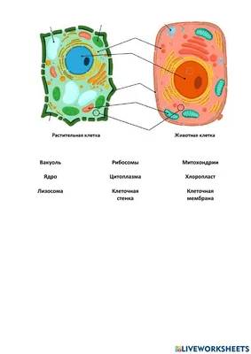 Особенности строения животной клетки • Биология, Животные • Фоксфорд Учебник