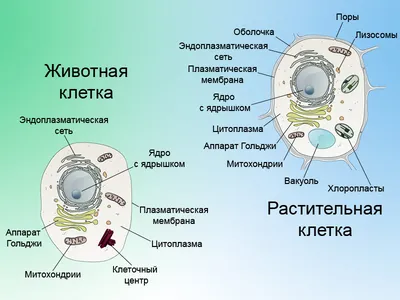 Строение животной клетки | Кирилл Дворников | Дзен
