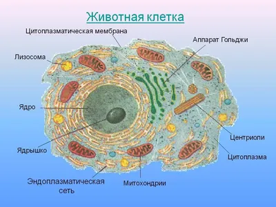 3 \"Строение растительной и животной клеток\", Биология 6 класс, Сивоглазов.  - YouTube