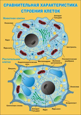 Животная клетка и клетка завода Иллюстрация штока - иллюстрации  насчитывающей биохимии, эндоплазменно: 138417484