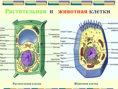 Животная клетка иллюстрация вектора. иллюстрации насчитывающей людск -  29859935