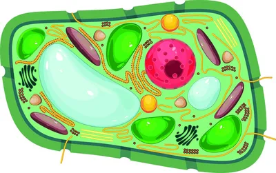 животная клетка стоковое изображение. изображение насчитывающей эпидемия -  22685175