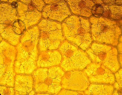 Урок 14-15. Строение клетки. Особенности строения клеток растений,  животных, грибов и бактерий. Химический.. | ВКонтакте