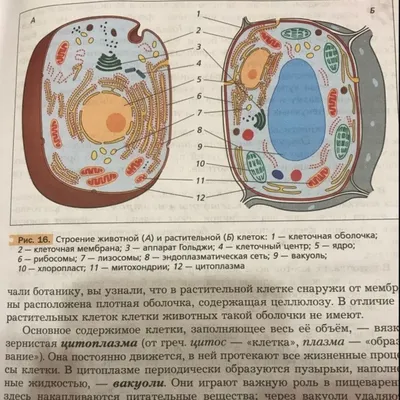 Рисунок растительной и животной клетки с обозначениями органоидов (49 фото)  » рисунки для срисовки на Газ-квас.ком